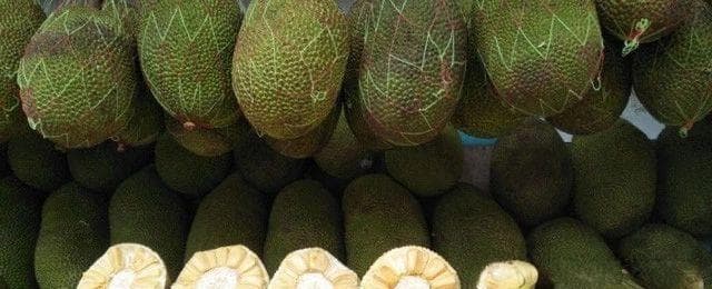 菠萝蜜品种大揭秘：从金丝到红心，哪个品种最合你口味？