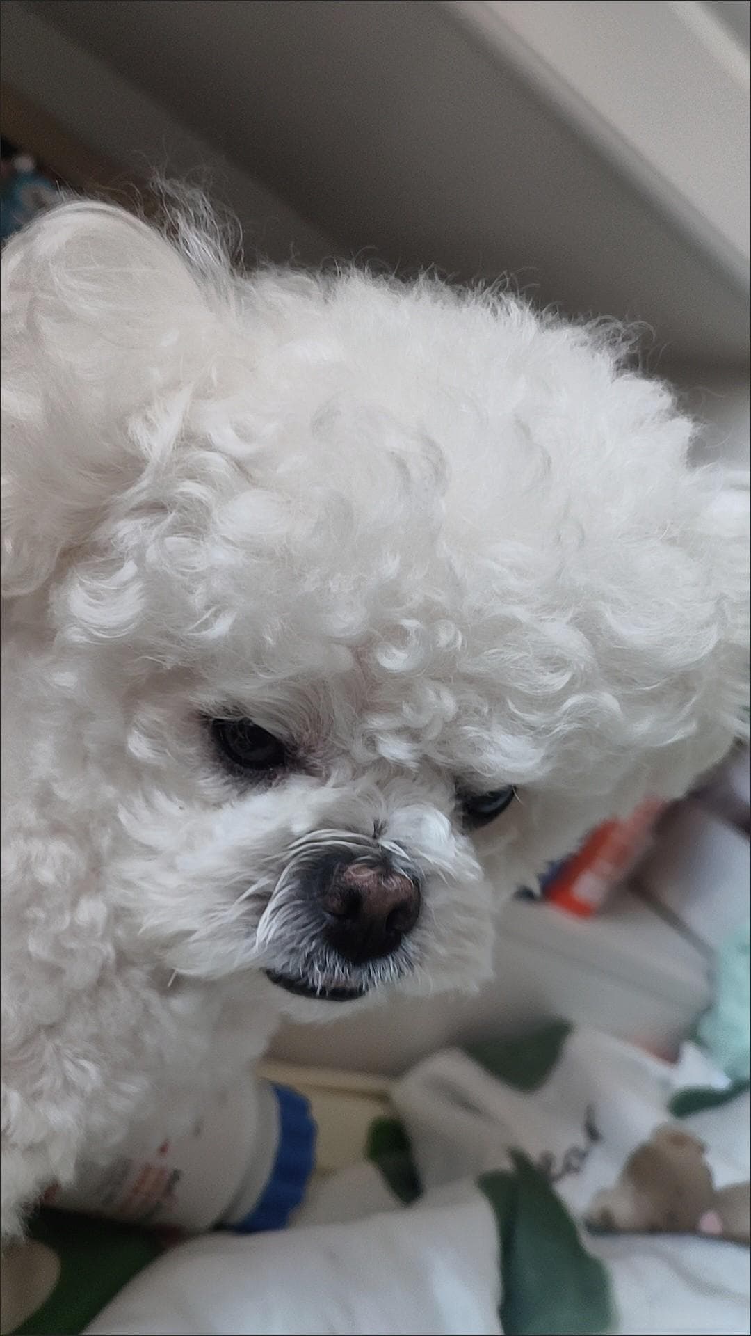 宠物沐浴露大比拼，哪款才是毛孩子们的最爱？