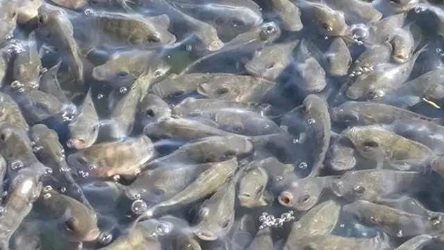 鱼类水霉病最佳治疗方法？鱼友分享，水霉病一招搞定