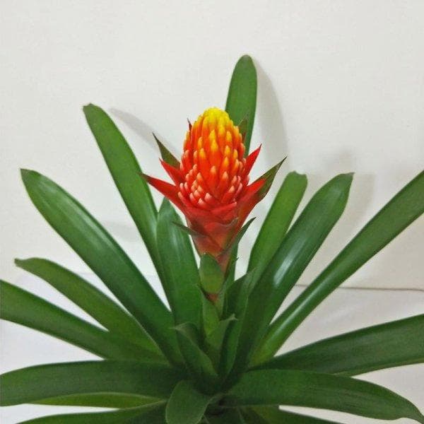 五行属火的植物盆栽有哪些
