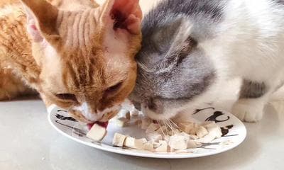 猫咪是否能吃芹菜？一文详解猫咪饮食健康要点