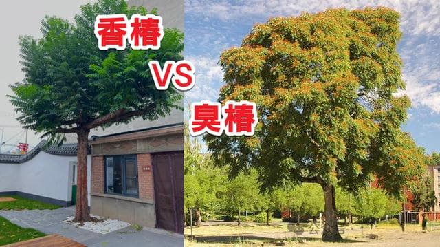 香椿与臭椿：一字之差，天壤之别