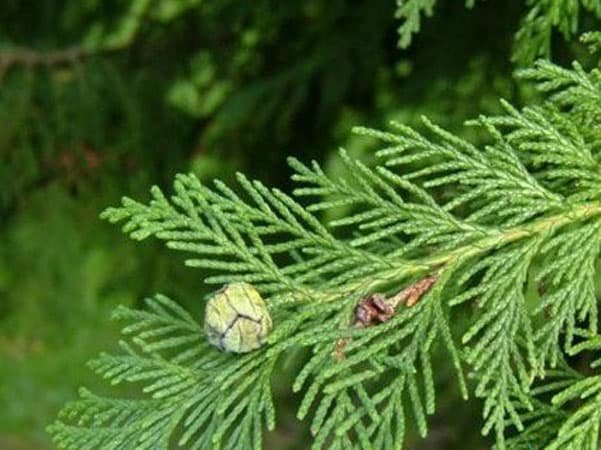 柏树叶的功效与作用、禁忌和食用方法