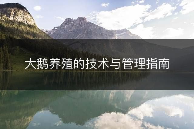 大鹅养殖的技术与管理指南