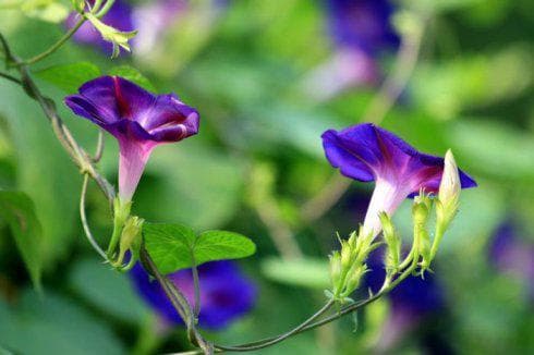 牵牛花的资料简介，牵牛花的生长特点及栽培方法简介