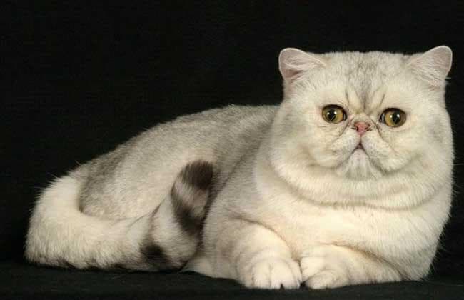 猫咪的历史文化：从森林猎手到家庭宠物