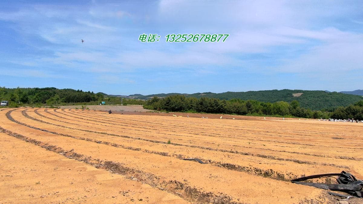 返魂草：神奇的复活植物及其多重价值