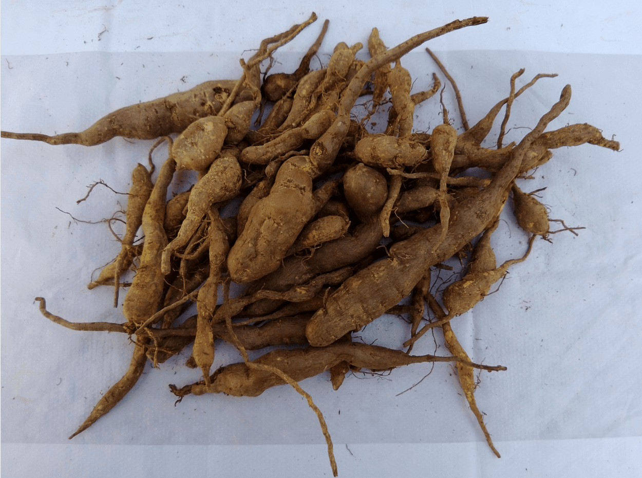 带你了解“植物抗生素”---三叶青