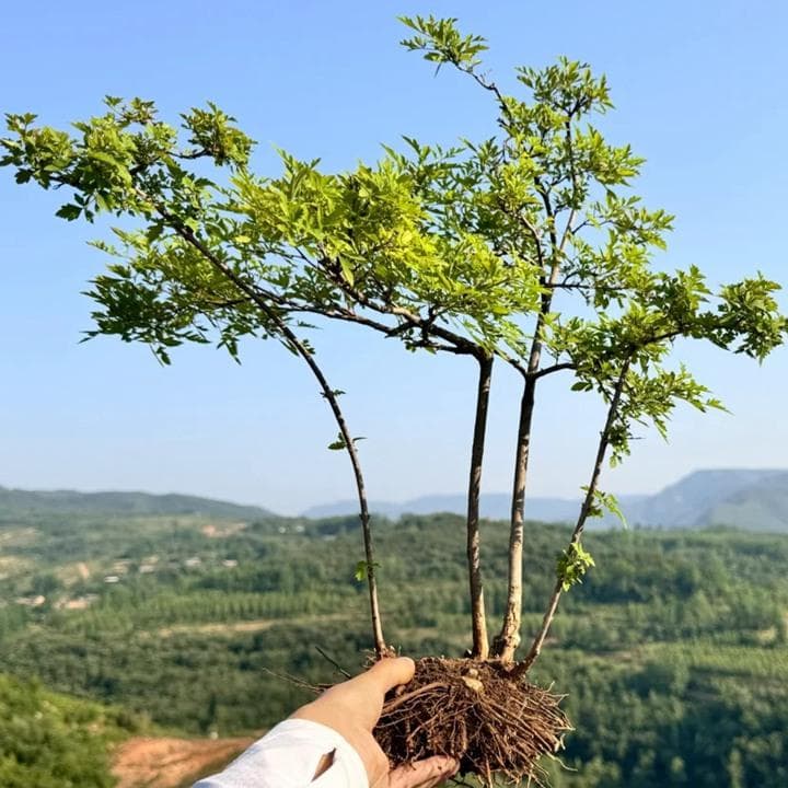 冬天可以种植黄荆吗？种植黄荆的最佳季节在这里