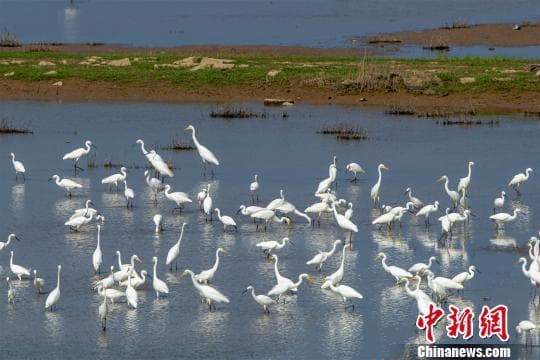 鄱阳湖高水位对湿地及越冬候鸟有何影响？江西官方回应
