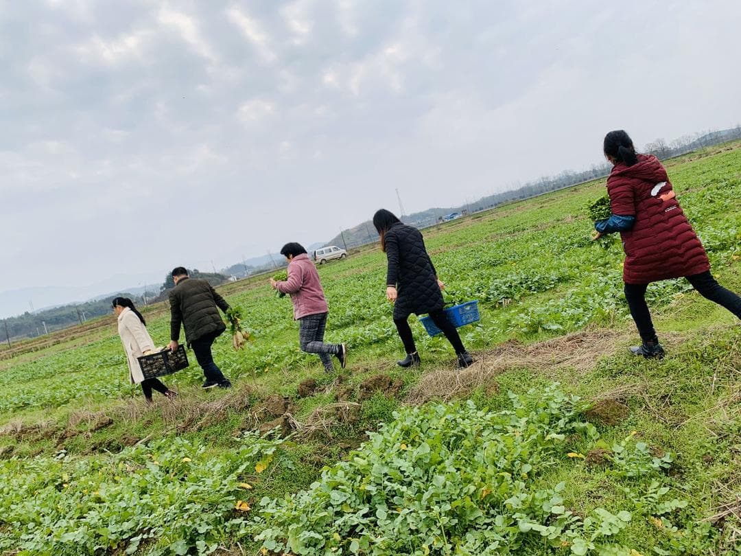零陵区推广“稻稻菜”轮作，一亩地年增收逾3000元
