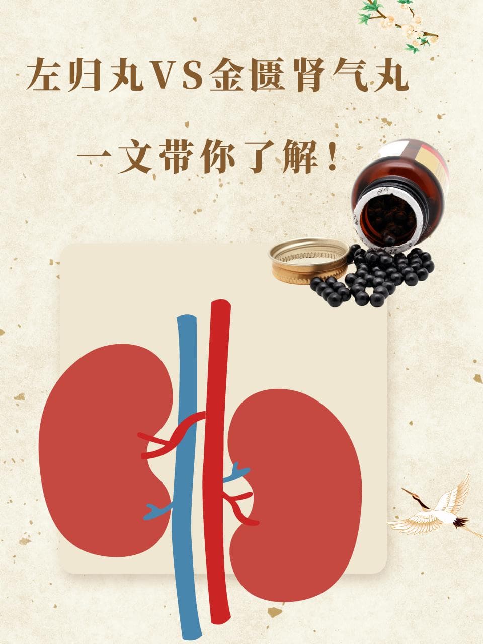 左归丸VS金匮肾气丸，一文带你了解！