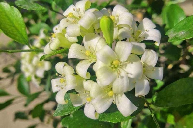 九里香什么时候开花？详解九里香的花期与观赏价值