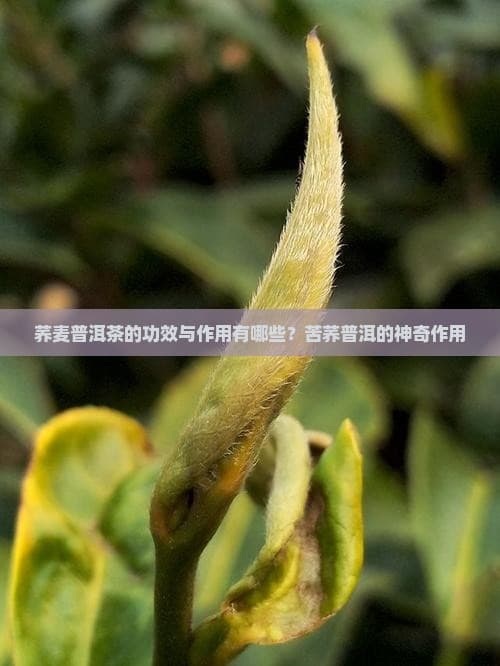 荞麦普洱茶的功效与作用有哪些？苦荞普洱的神奇作用