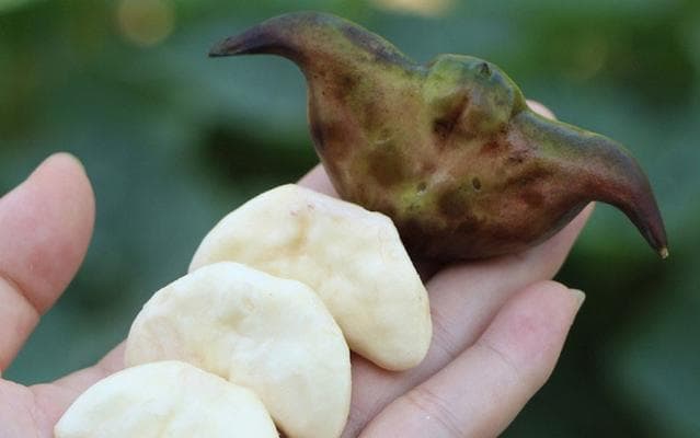 菱角生长的环境条件与特点