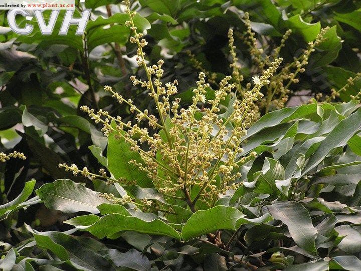 龙眼：从植物学特征到药用价值的全面解析