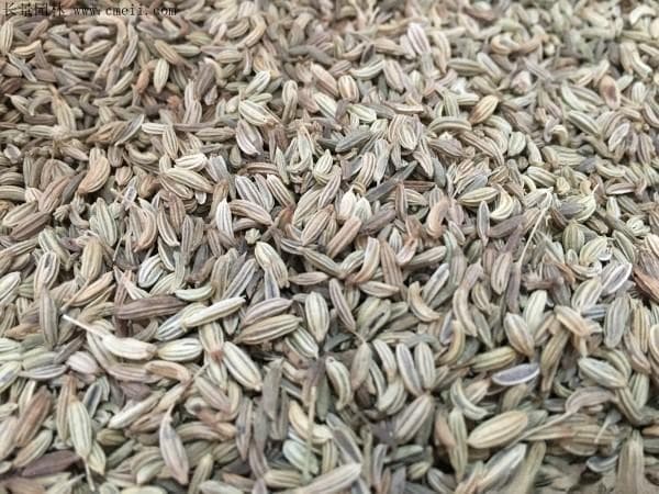 买的大料小茴香可以种吗