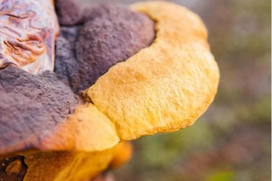 “森林软黄金”桑黄：抗癌效果达96.7%，功效远超冬虫夏草