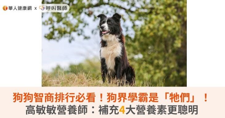 狗狗智商排行必看！狗界學霸是「牠們」！高敏敏營養師：補充4大營養素更聰明