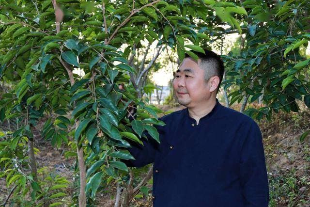 沉香如何“安抚”中枢神经？三大核心机制揭秘