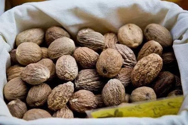 肉豆蔻结在树上的果实亚洲的重要香料