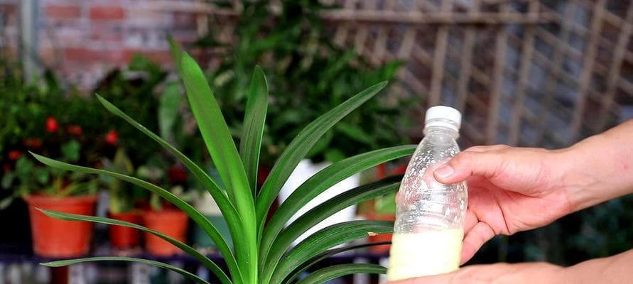 君子兰的水养方式（探究君子兰水养的优势与注意事项）