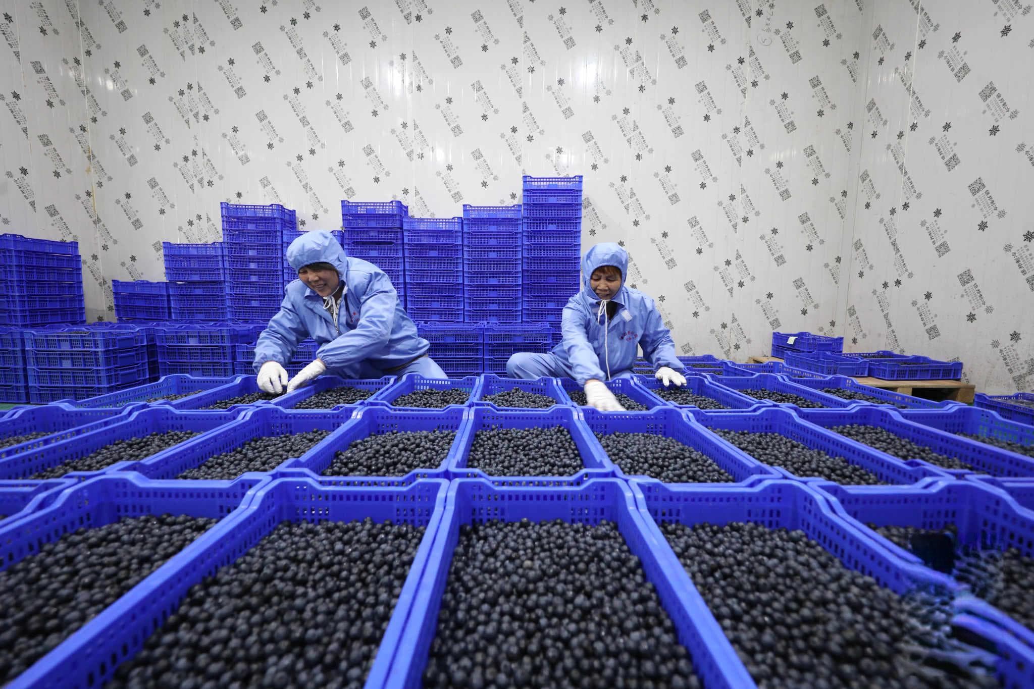 蓝莓冷库储存技术详解：从采收到出库的全程管理要点