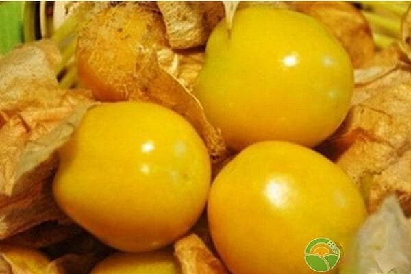 菇娘果的种植时间和管理方法