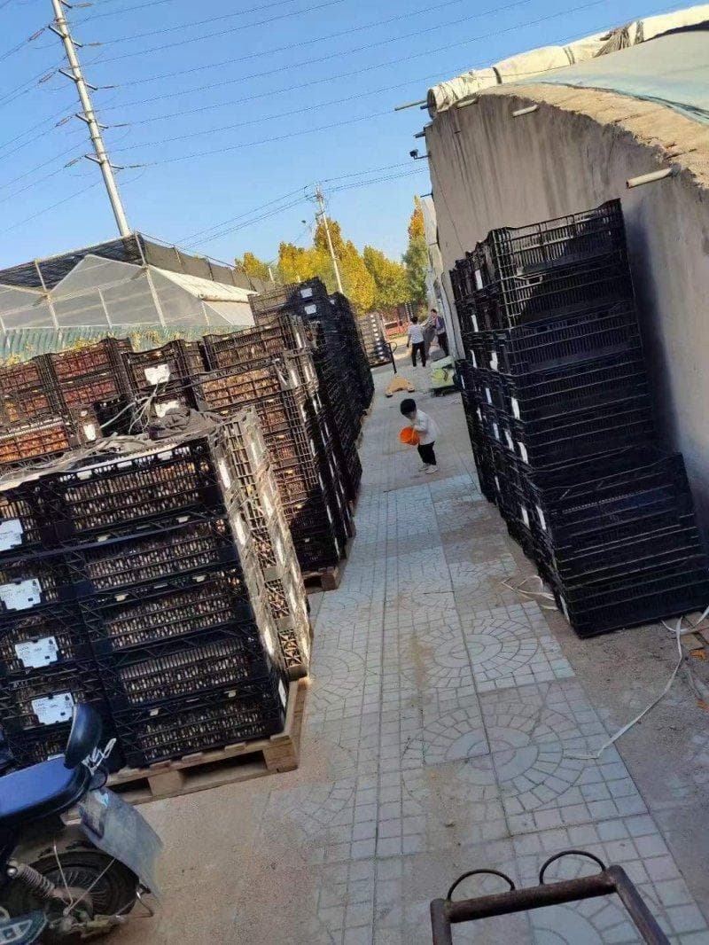 郁金香有什么作用