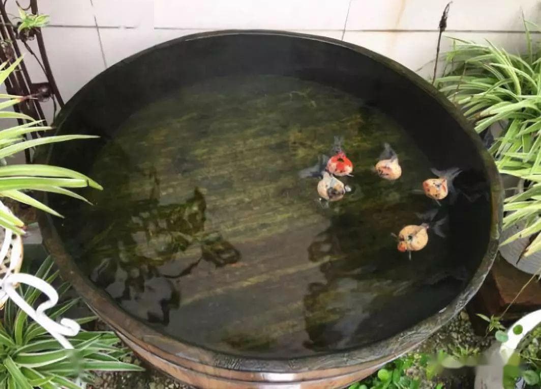 古法养鱼的基础知识：从鱼缸选择到水质管理