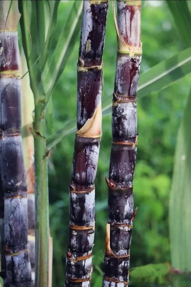 全国十大甘蔗品种大盘点：从口感、产量到种植特点全解析