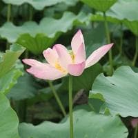让孔雀开屏的方法