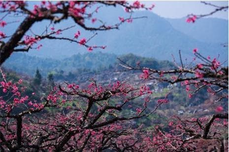 桃花潭公园旅游全攻略：景点、门票与路线一网打尽