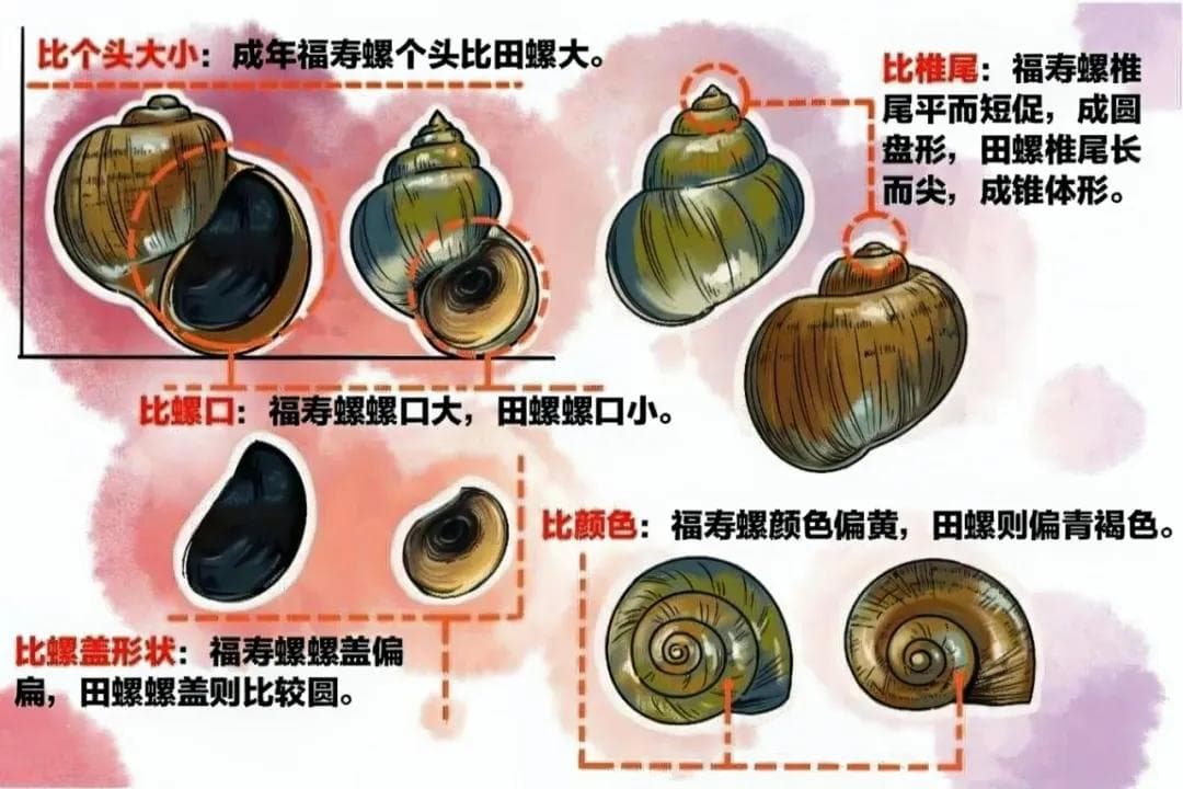 【安全科普】一起来了解福寿螺