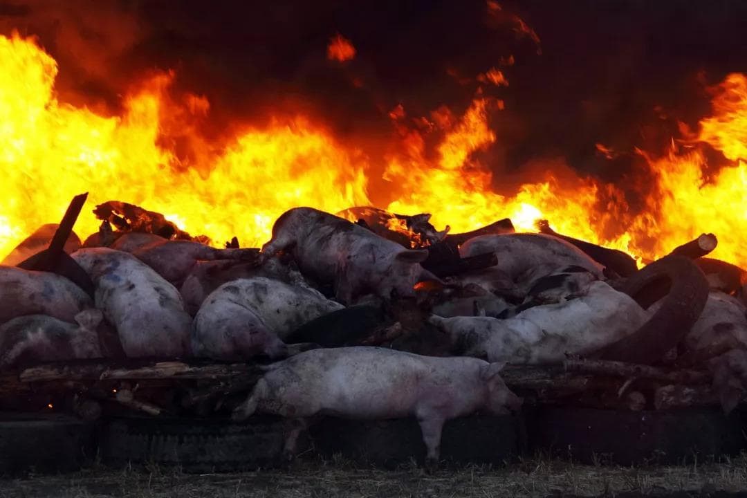 一周国际动物疫情动态：斯里兰卡发生135起非洲猪瘟疫情，死亡2.5万头家猪