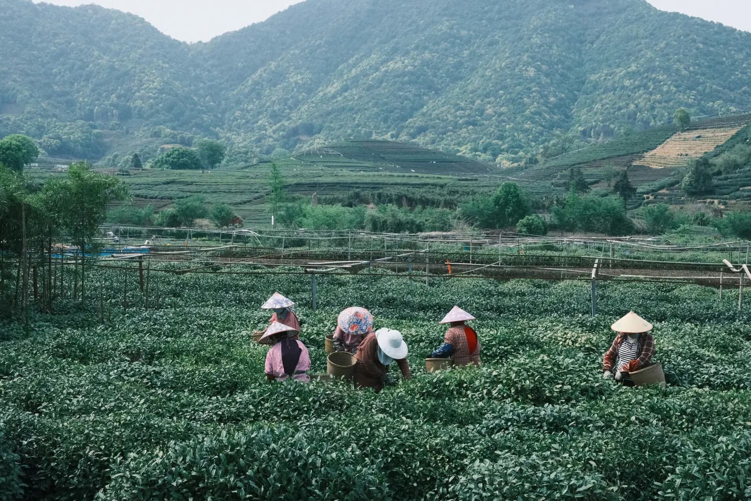 茶禅一味：电影《草木人间》里的中国茶文化