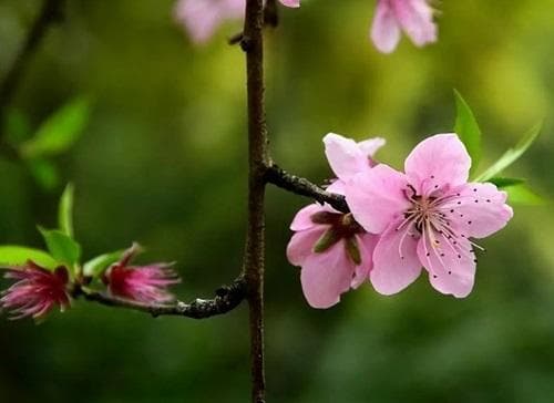 命犯桃花有什么表现 命犯桃花怎么解决