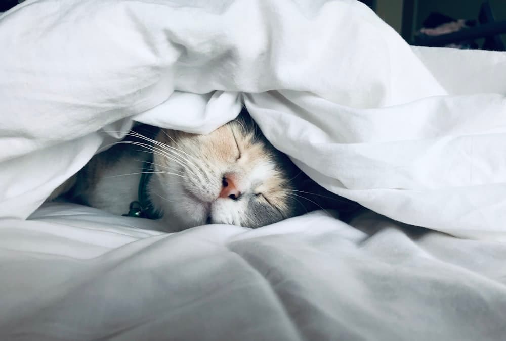 世界睡眠日 | 改善睡眠的20个实用技巧