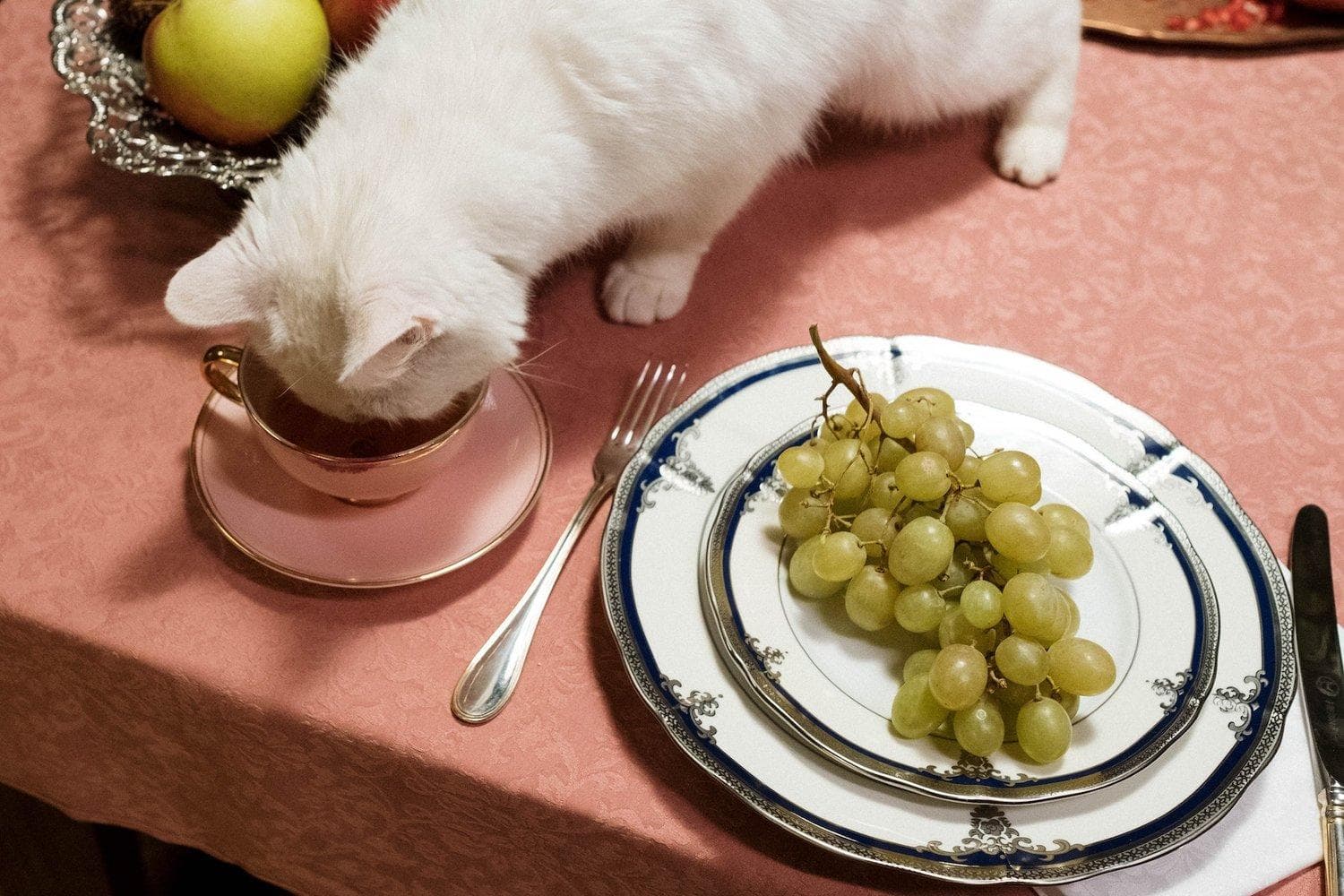 如何训练猫咪不跳上餐桌