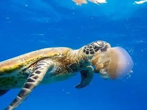 5·23世界海龟日 | 一起来守护海龟吧