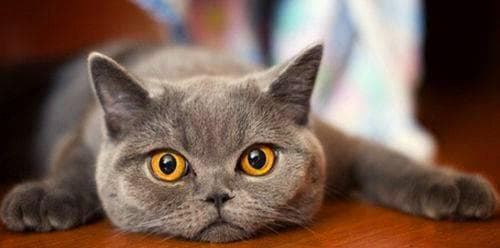 猫的叫声，它的含义与影响（探究猫咪的语言沟通能力和个性特征）