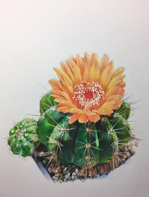 植物画入门从小白到“艺术家”的秘密指南！