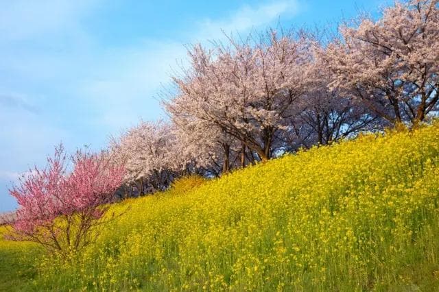2025年韩国七大油菜花观赏地大盘点：从济州岛到首尔近郊的金黄花海