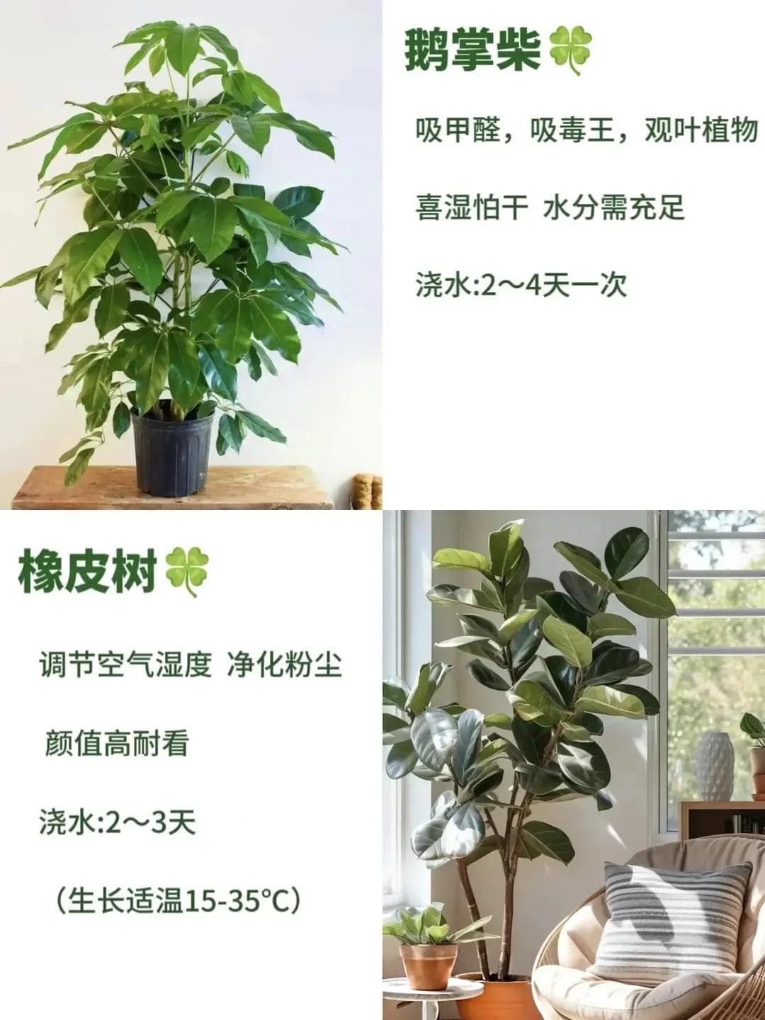 从耐旱到空气净化：8种适合懒人的室内绿植推荐