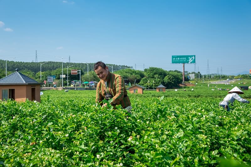 横州：茉莉鲜花上市 价好花农乐开怀