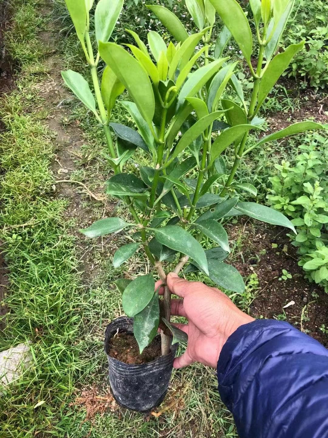花叶子下垂怎么办？原因分析与解决方案