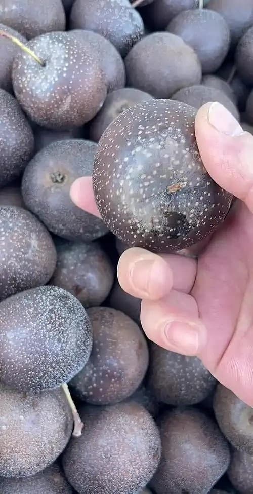 东北冻梨品种解析与冬季食用场景观察