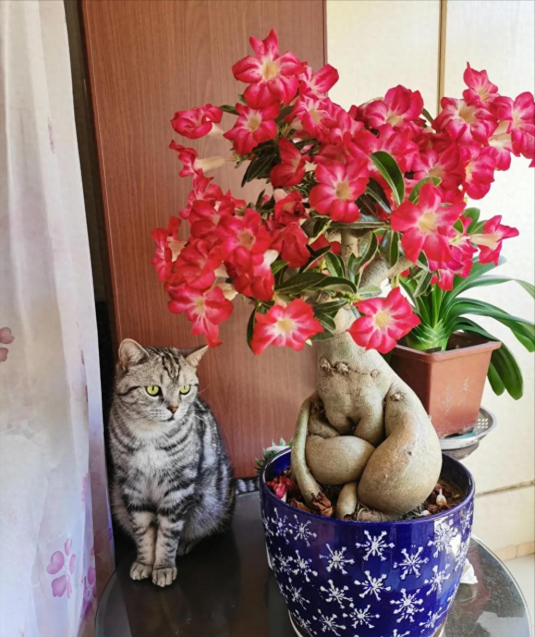9、10月，要“富养”沙漠玫瑰，喝好、喂饱才能“猛开花”