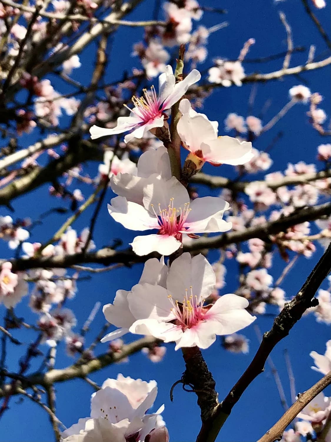 春暖花开正当时！北京三大赏花胜地全攻略
