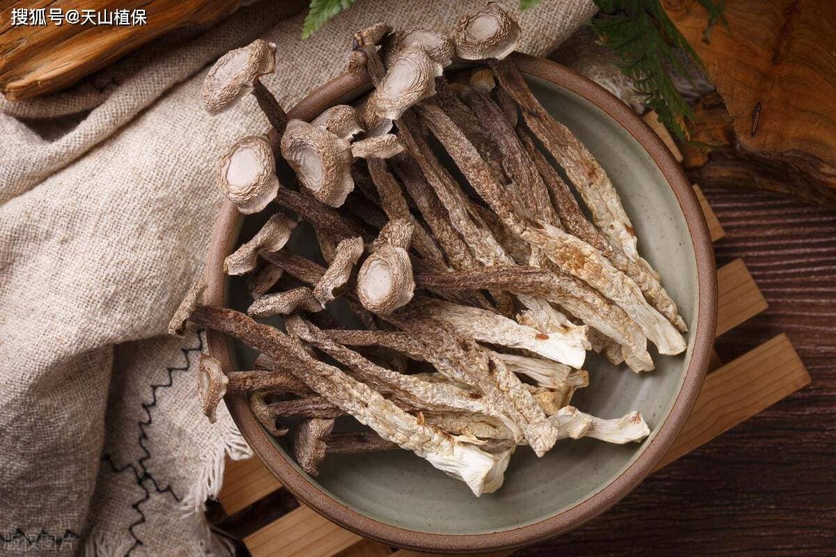 鹿茸菌种植前景如何？